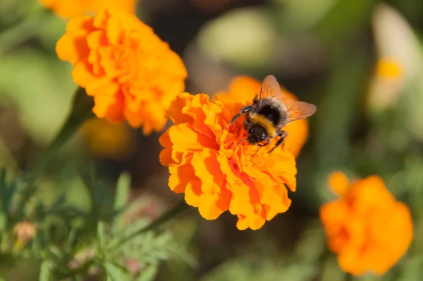 A bee collects nectar on an orange flower tagetes — Stock Photo, Image