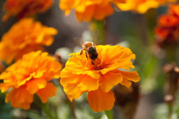 A bee collects nectar on an orange flower tagetes — Stock Photo, Image