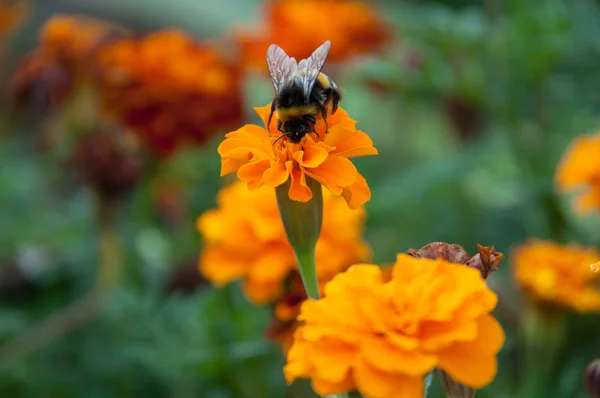 A bee collects nectar on an orange flower tagetes — Stock Photo, Image