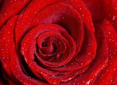 Su damlacıkları ile kırmızı gülün makro görüntüsü