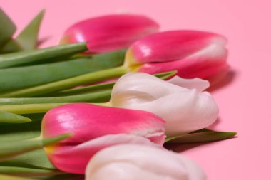 Pembe arka planda pembe ve beyaz laleler. Düz yerde, üst tarafta. Aşk, Uluslararası Kadınlar Günü, 8 Mart, Mutlu Paskalyalar, Anneler Günü ve Sevgililer Günü konsepti. Metin için alanı kopyala