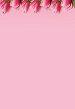 Pembe arka planda pembe laleler. Düz yerde, üst tarafta. Aşk, Uluslararası Kadınlar Günü, 8 Mart, Mutlu Paskalyalar, Anneler Günü ve Sevgililer Günü konsepti. Metin için alanı kopyala. Dikey fotoğrafçılık