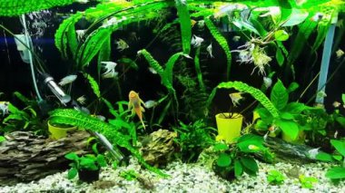 Yeşil yosunların arka planında akvaryumdaki balıklar
