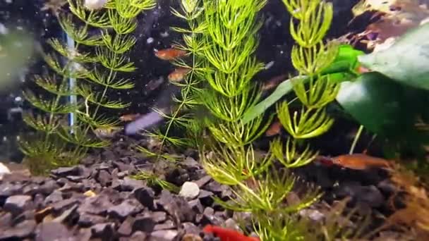 Poissons Dans Aquarium Sur Fond Algues Vertes — Video