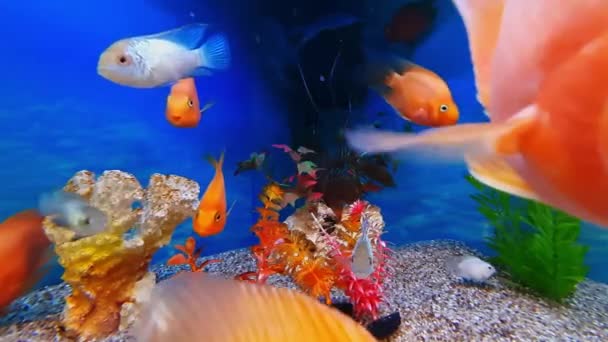 Złote Białe Ryby Pływają Pięknym Akwarium Wideo Stockowe