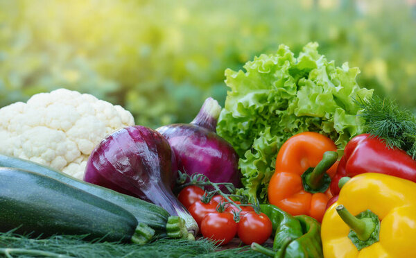 Beautiful fresh organic vegetables on the background of a blurred green vegetable garden. The concept of gardening, healthy eating, vegetarianism. Copy space for text