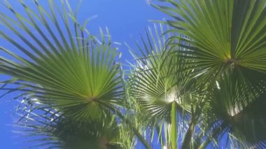 Avuçlar mavi gökyüzüne doğru savruluyor. HD video.