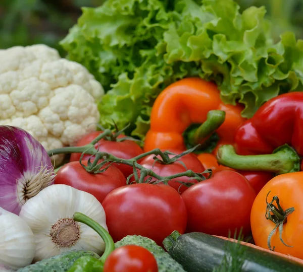 Schönes Frisches Bio Gemüse Das Konzept Der Gartenarbeit Gesunde Ernährung — Stockfoto