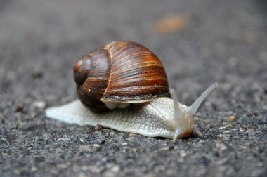 Salyangoz yerde sürünüyor.