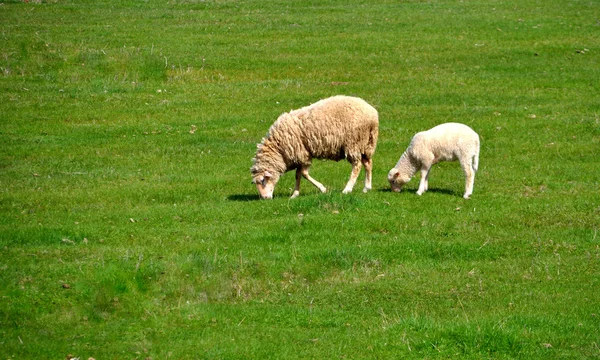 Twee schapen grazen in het weiland — Stockfoto