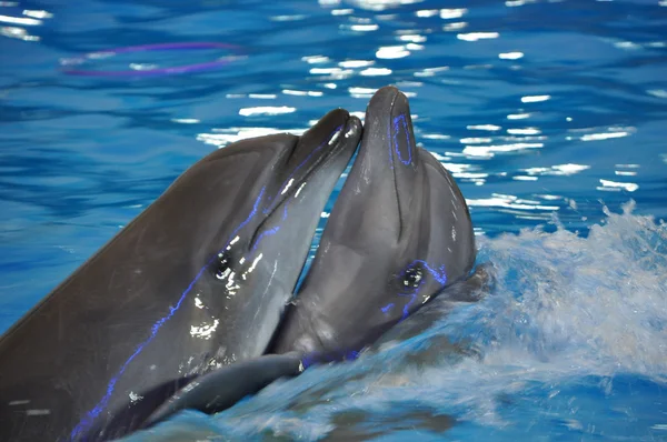 Delfini che ballano — Foto Stock