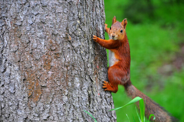 Squirrel climbs on a tree