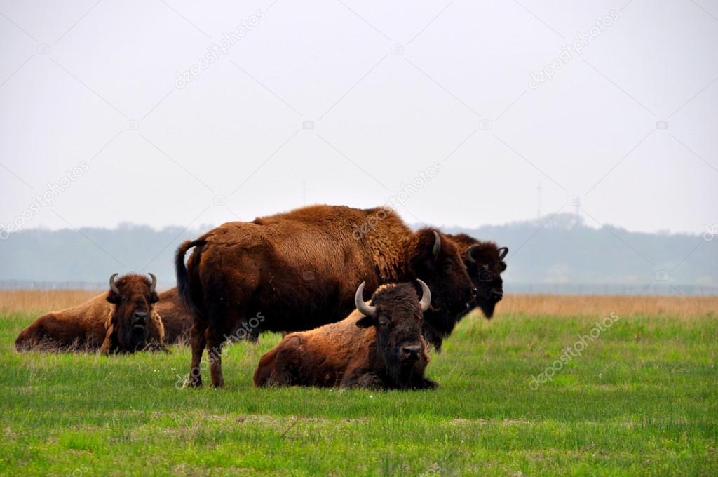 Herd of bison in the meadow