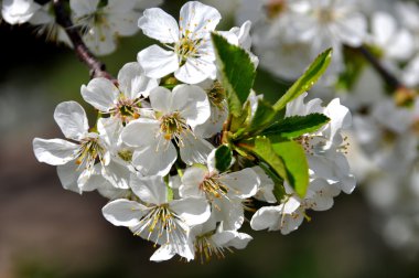 İlkbaharda kiraz çiçekleri