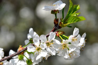 İlkbaharda kiraz çiçekleri