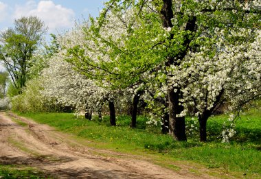 Bahar çiçekli ağaçlar