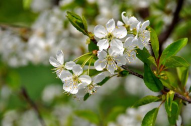 İlkbaharda kiraz çiçekleri