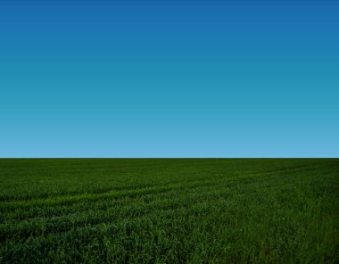 Mavi gökyüzüne karşı yeşil çimen