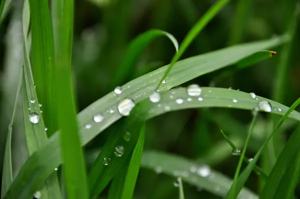 Dew on a grass in spring — Stock Photo, Image