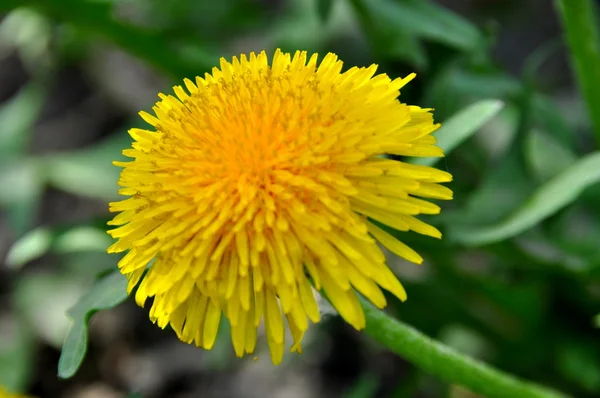 Dandelion close up on a background of green grass — Stock Photo, Image