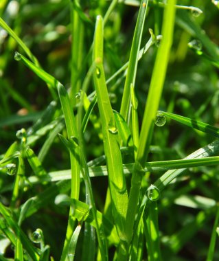 Baharda bir çim üzerinde çiy