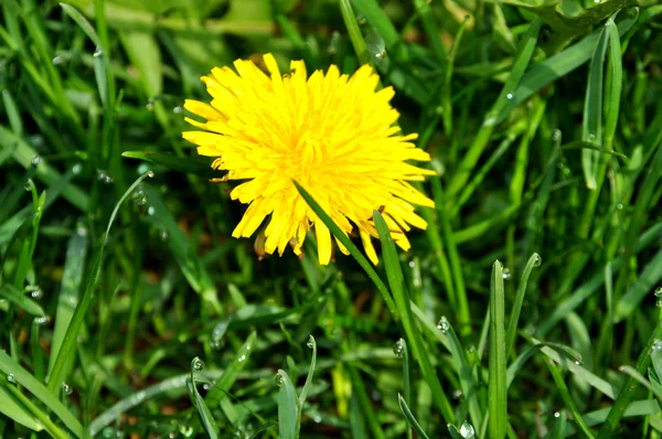 緑の草を背景にタンポポは閉じます — ストック写真