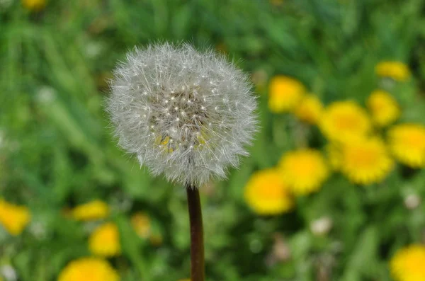 Diente de león sobre un fondo de hierba verde —  Fotos de Stock