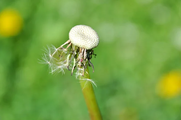 Diente de león sobre un fondo de hierba verde —  Fotos de Stock