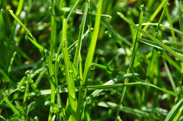 Dew on a grass in spring — Stock Photo, Image