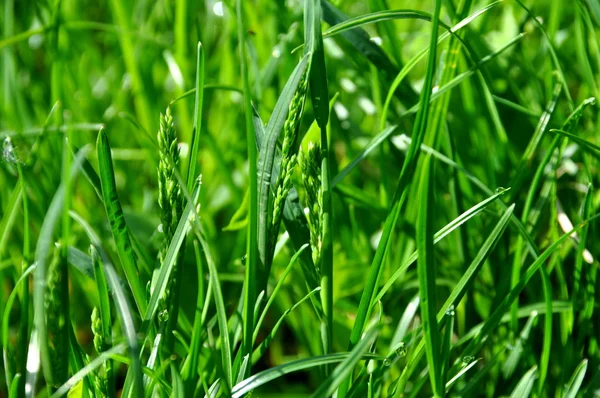 Dew on a grass in spring — Stock Photo, Image