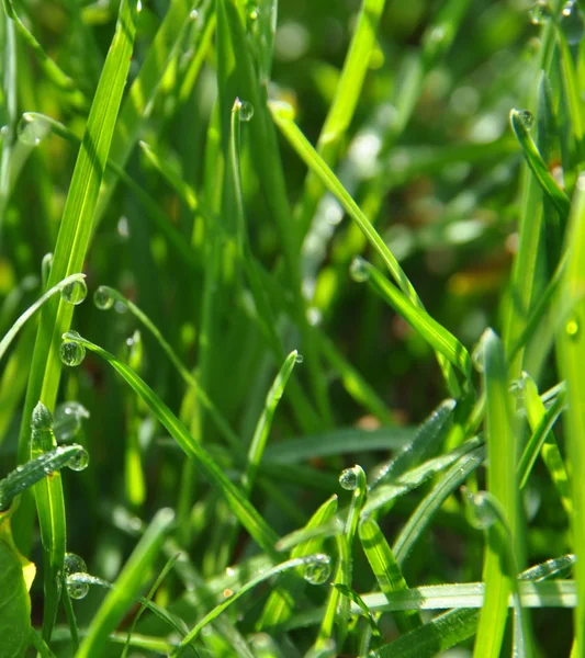 Dew on a grass in spring — Stock Photo, Image