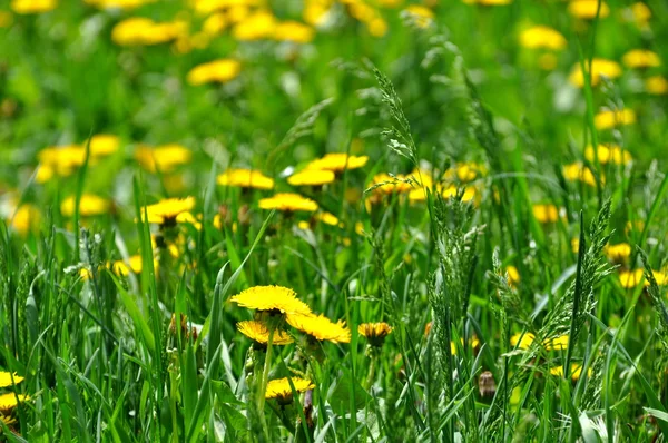 Dente-de-leão perto em um fundo de grama verde — Fotografia de Stock