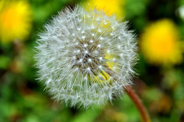 Löwenzahn auf grünem Gras — Stockfoto