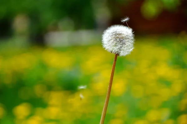 Löwenzahnsamen fliegen im Wind auf grünem Hintergrund — Stockfoto