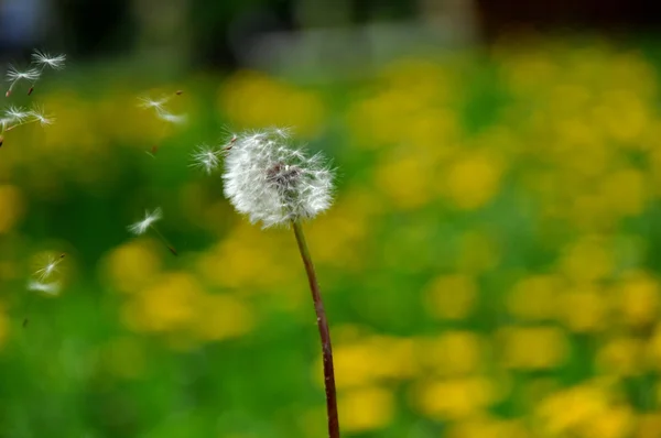 Löwenzahnsamen fliegen im Wind auf grünem Hintergrund — Stockfoto