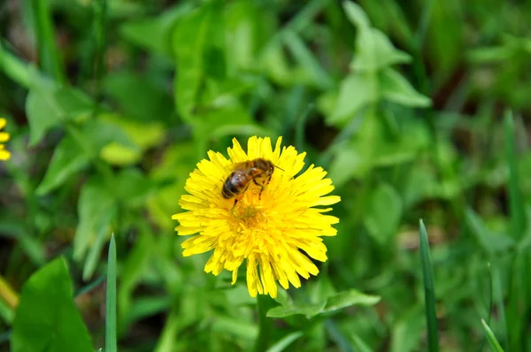 蜜蜂在蒲公英上 — 图库照片