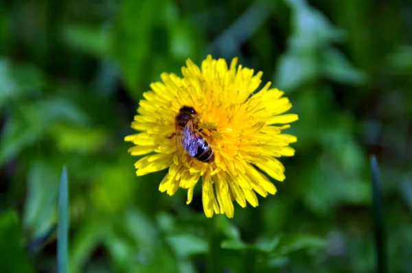 Bee on dandelion — Stock Photo, Image