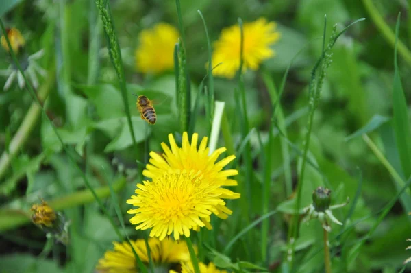 Löwenzahn aus nächster Nähe auf einem Hintergrund aus grünem Gras — Stockfoto