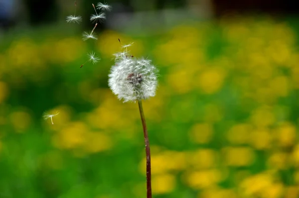 Graines de pissenlit volant dans le vent sur un fond vert — Photo