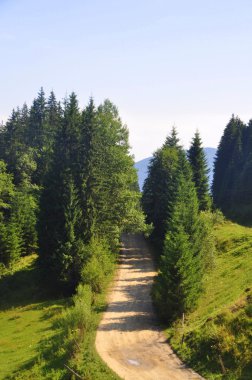 Ormana doğru giden yol