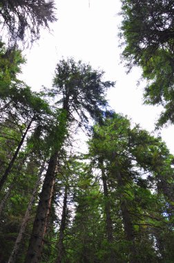 ormandaki aşağıdan Pines görünümünü