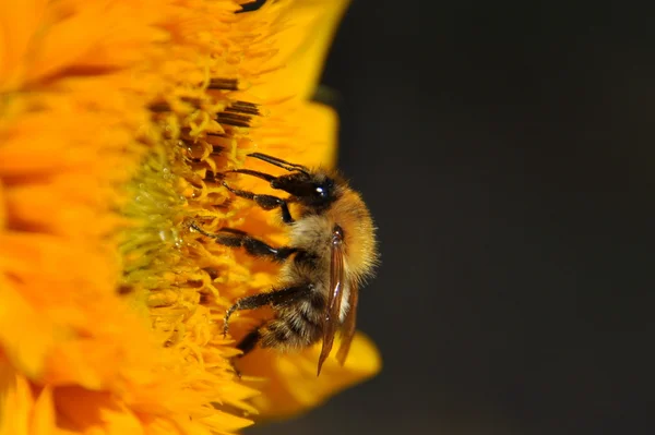 Bee close up on sunflower — Stock Photo, Image