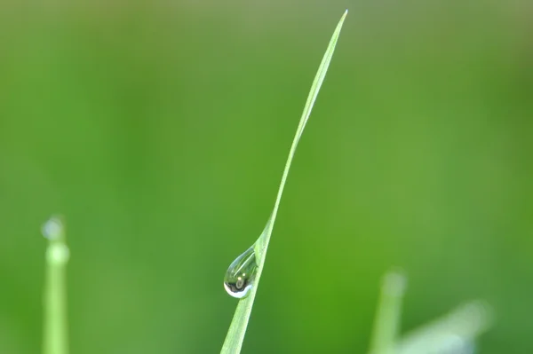 在春天草上的露珠 — 图库照片