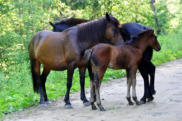 Konie, obejmując w przyjaźni — Zdjęcie stockowe