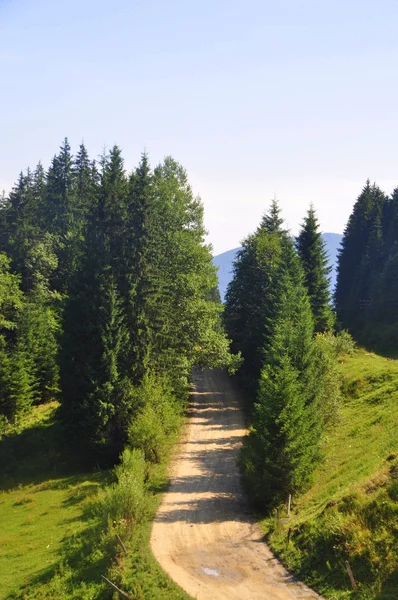 Vägen som leder in i skogen — Stockfoto