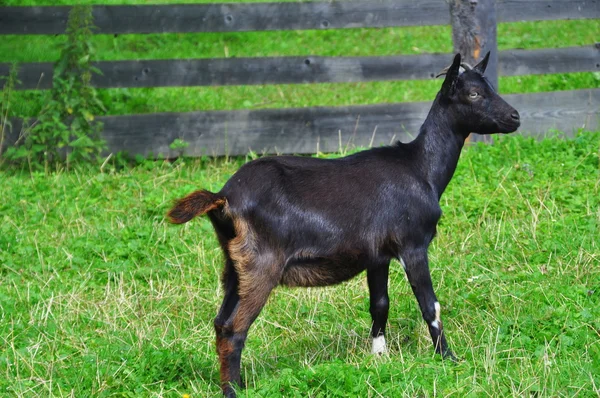Czarna koza na tle zielonej trawy — Zdjęcie stockowe