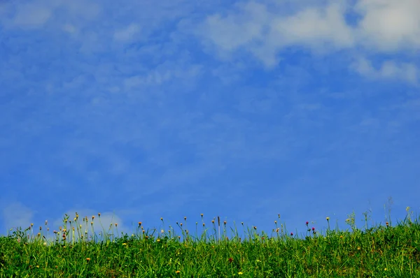 Hierba contra el cielo azul —  Fotos de Stock
