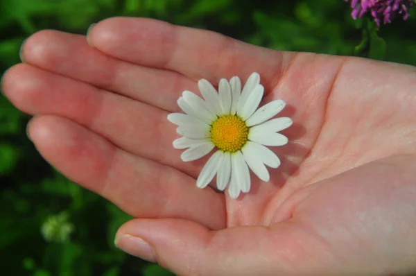 Woman's hand with a camomile — Stock Photo, Image