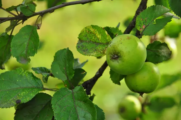 Green apples on a tree branch — Stock Photo, Image