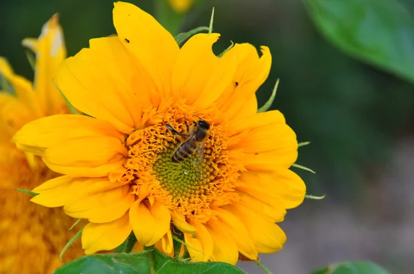 Bee close up on sunflower — Stock Photo, Image